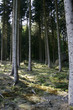 baumriesen