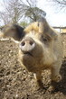 cochon