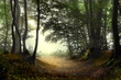 Herbstwald