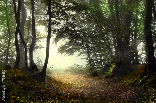 Foto: Herbstwald Herbstwald