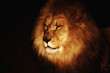 African Lion