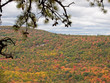 Fall Foliage