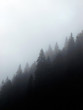 Photo: Bergwald Bergwald