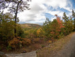 Fall Foliage