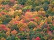 Fall Foliage