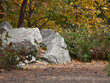 Fall Foliage
