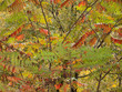 Fall Foliage