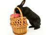 Hase