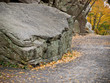 Fall Foliage