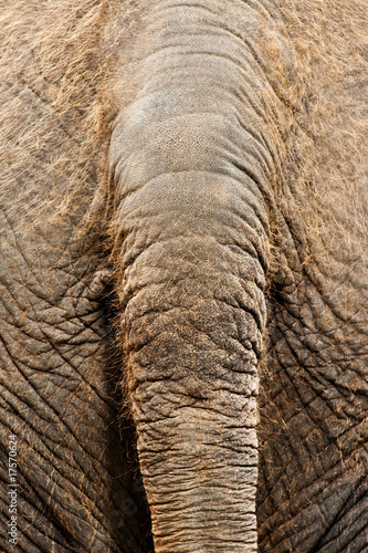 Photo: Elefant Elefant