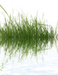 herbe étang