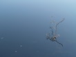 Minimalist Stick in Water
