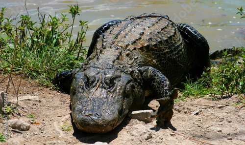 Photo: Everglades - Miami - Alligator Everglades - Miami - Alligator