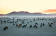Herd of goats Herd of goats