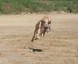 Greyhound