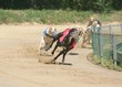 Windhunde
