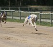 Greyhound
