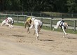 Greyhound