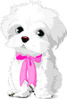 White Puppy