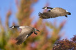 Autumn Geese