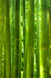 Bamboo forest