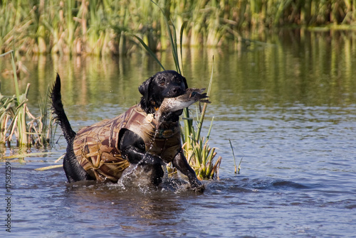 Duck Hunting Labs