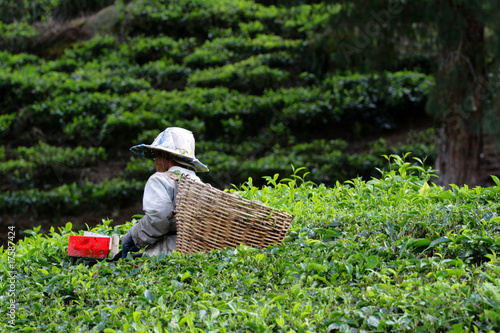 Foto: Cameron Highland, Malaysia.. Cameron Highland, Malaysia..