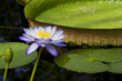Water-lily