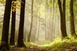 Herbstwald Weg zum Gipfel des Berges