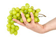 Hand holding green grapes. Isolated on the white background Hand holding green grapes. Isolated on the white background