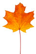 Orange-red maple leaf isolated on the white background