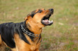 angry dog with bared teeth