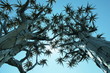 African tree