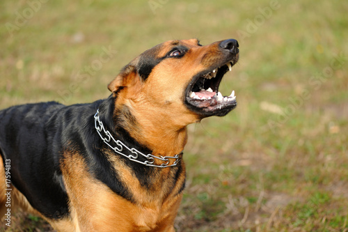 Photo: angry dog with bared teeth angry dog with bared teeth