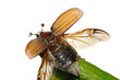 may-bug (Melolontha vulgaris)