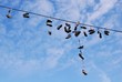 Old shoes hanging from a cable