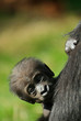 cute baby gorilla
