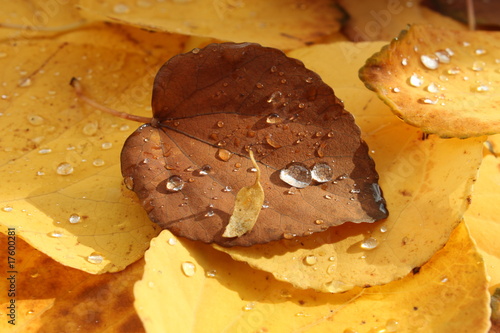 Herbst