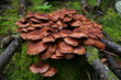 Champignons