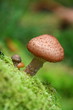 Champignon Champignon