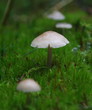 Champignons