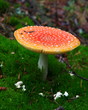 Amanite tue-mouche