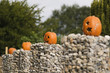 pumpkins in a row