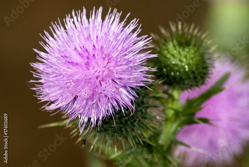 Photo: Thistle Thistle