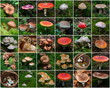 Les champignons en image