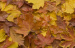 beautifully coloured autumn leaves covering the woodland floor