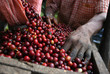 Coffee beans - Guatemala Coffee beans - Guatemala