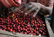 Coffee beans - Guatemala Coffee beans - Guatemala