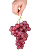 Hand holding bunch of pink grapes Hand holding bunch of pink grapes