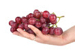 Bunch of pink grapes in palm Bunch of pink grapes in palm